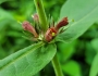 Triosteum perfoliatum image