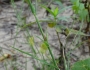 Triplasis purpurea image