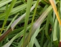 Tripsacum dactyloides image