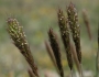 Trisetum spicatum image