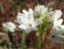 Triteleia hyacinthina image