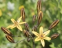 Triteleia ixioides image