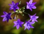 Triteleia laxa image