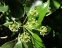 Trochodendron aralioides image