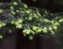 Tsuga diversifolia image