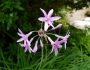 Tulbaghia violacea image