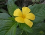 Turnera ulmifolia image