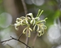 Turraea floribunda image