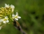 Turritis glabra image