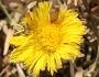 Tussilago farfara image