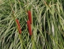 Typha angustifolia image