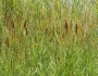 Typha domingensis image