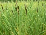 Typha latifolia image