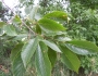 Ulmus americana image