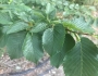 Ulmus minor image