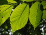 Ulmus rubra image