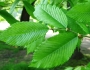 Ulmus thomasii image