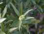 Umbellularia californica image