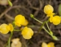 Utricularia aurea image
