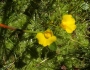 Utricularia intermedia image