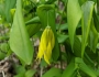 Uvularia grandiflora image