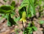 Uvularia perfoliata image