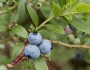 Vaccinium angustifolium image