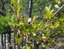 Vaccinium arboreum image