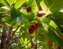 Vaccinium calycinum image