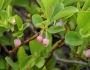 Vaccinium cespitosum image