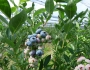 Vaccinium corymbosum image