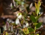 Vaccinium crassifolium image