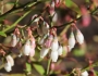 Vaccinium darrowii image
