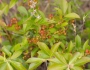 Vaccinium fuscatum image