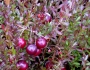 Vaccinium macrocarpon image