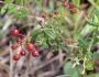 Vaccinium myrsinites image