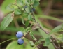 Vaccinium myrtilloides image