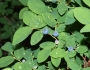 Vaccinium ovalifolium image