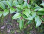 Vaccinium ovatum image