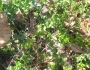 Vaccinium oxycoccos image