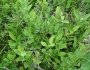 Vaccinium pallidum image