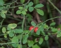 Vaccinium parvifolium image