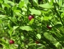 Vaccinium scoparium image
