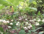 Vaccinium stamineum image