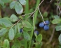 Vaccinium uliginosum image
