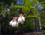 Vaccinium virgatum image