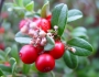 Vaccinium vitis-idaea image