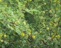 Vachellia constricta image