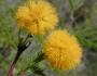 Vachellia farnesiana image