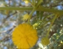 Vachellia karroo image